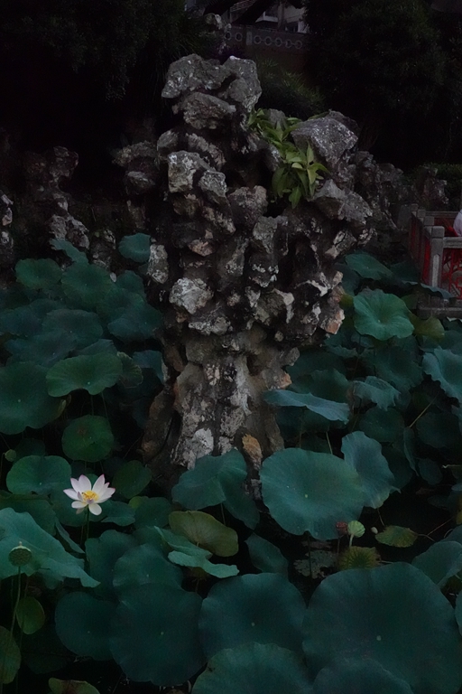 盧廉若公園的假山石。人民網(wǎng) 唐佳 攝