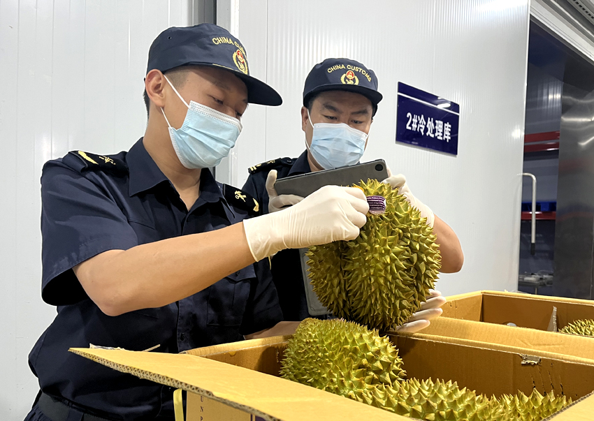 磨憨鐵路口岸綜合性指定監(jiān)管場地水果查驗區(qū)內(nèi)，海關(guān)關(guān)員正在查驗進口榴蓮。勐臘海關(guān)供圖